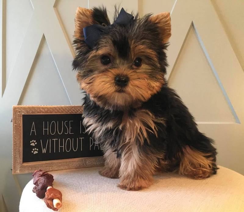 Teacup Yorkshire Terrier Puppy in Utah