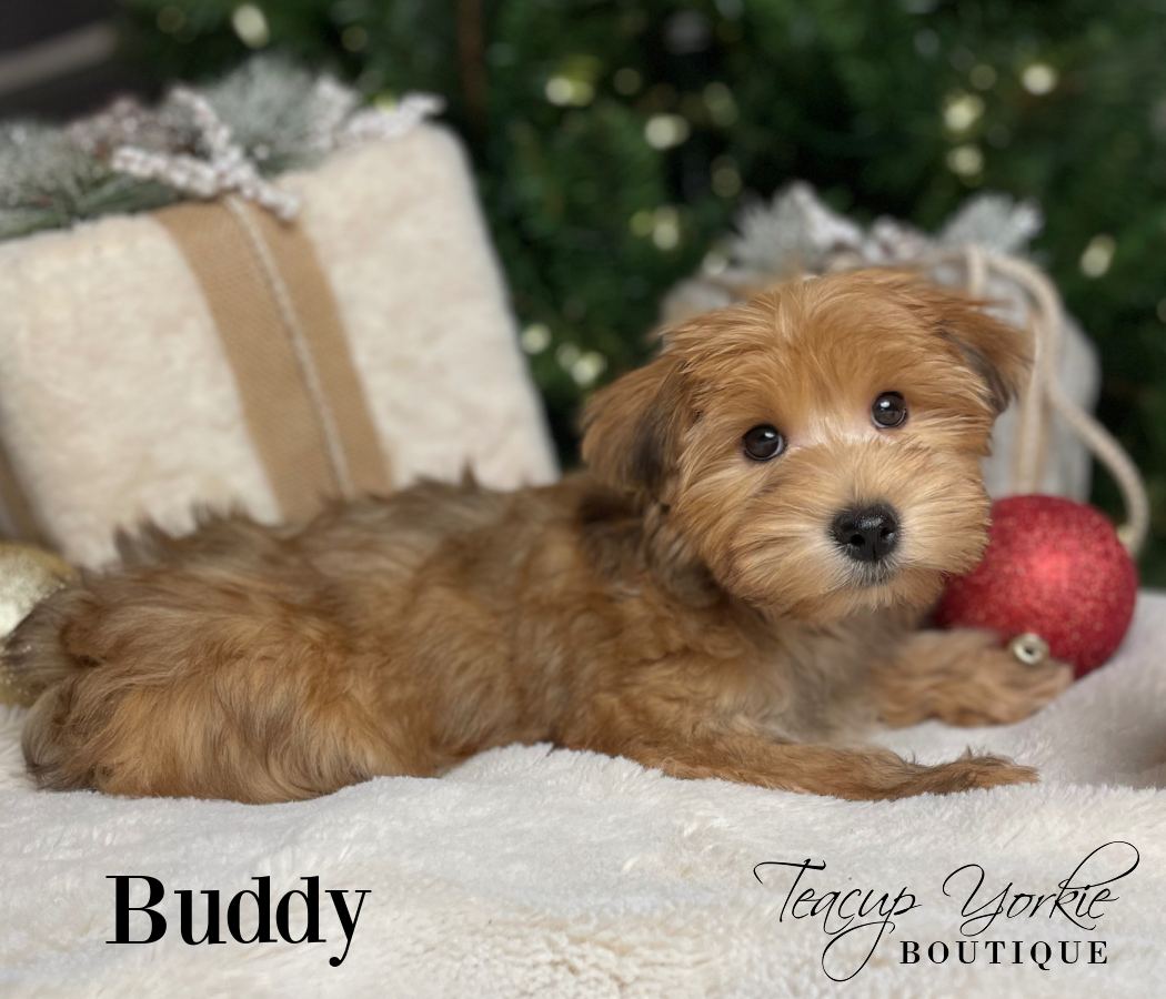 Past Teacup Yorkie puppy