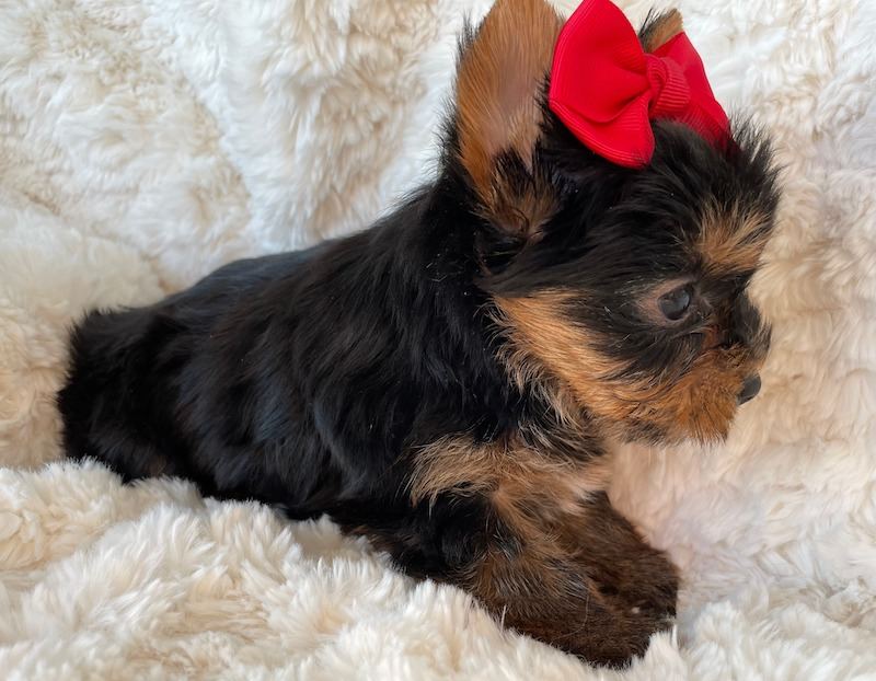 Rare Sable Parti Girl AKC Yorkshire Terrier Yorkie Puppy for Sale in Utah