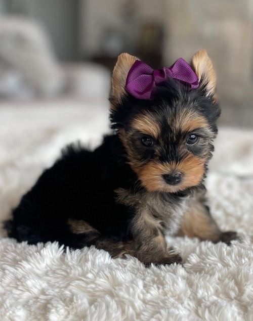 Yorkshire Terrier puppy from Teacup Yorkie Boutique