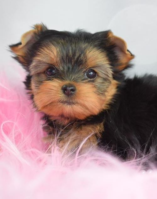 Yorkshire Terrier puppy from Teacup Yorkie Boutique