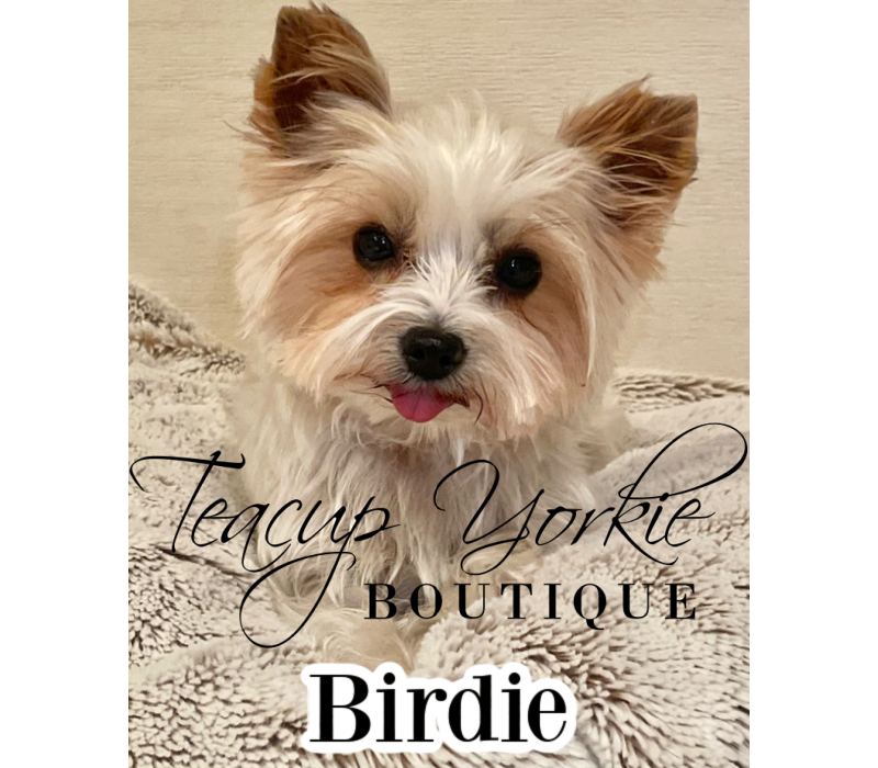 Birdie, Yorkshire Terrier dam
